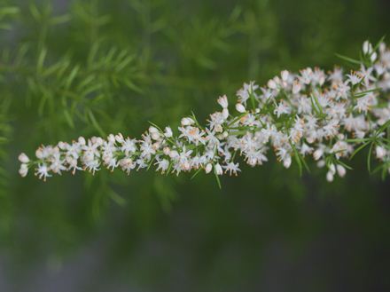 知多半島阿久比町 福住園芸 観葉植物 花 苗 種 用品販売 カルチャー教室とレンタルスペース アスパラガス メイリー