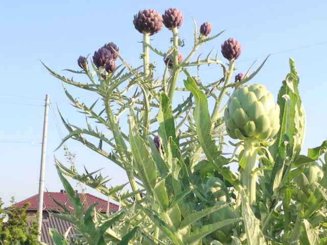 知多半島阿久比町 福住園芸 観葉植物 花 苗 種 用品販売 カルチャー教室とレンタルスペース 当店畑のアーティチョーク