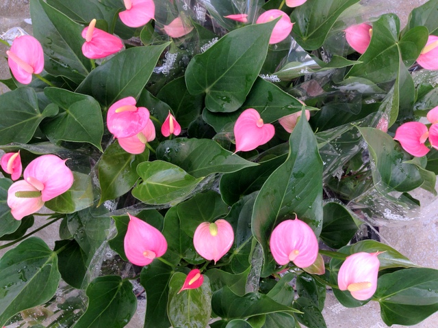 知多半島阿久比町 福住園芸 観葉植物 花 苗 種 用品販売 カルチャー教室とレンタルスペース ｱﾝｽﾘｳﾑ ｱﾝﾄﾞﾚｱﾅﾑ