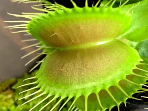 Dionaea muscipula